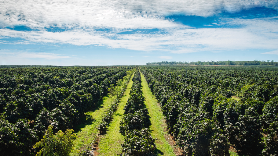 From Farm to Cup: The Eco-Friendly Coffee Movement